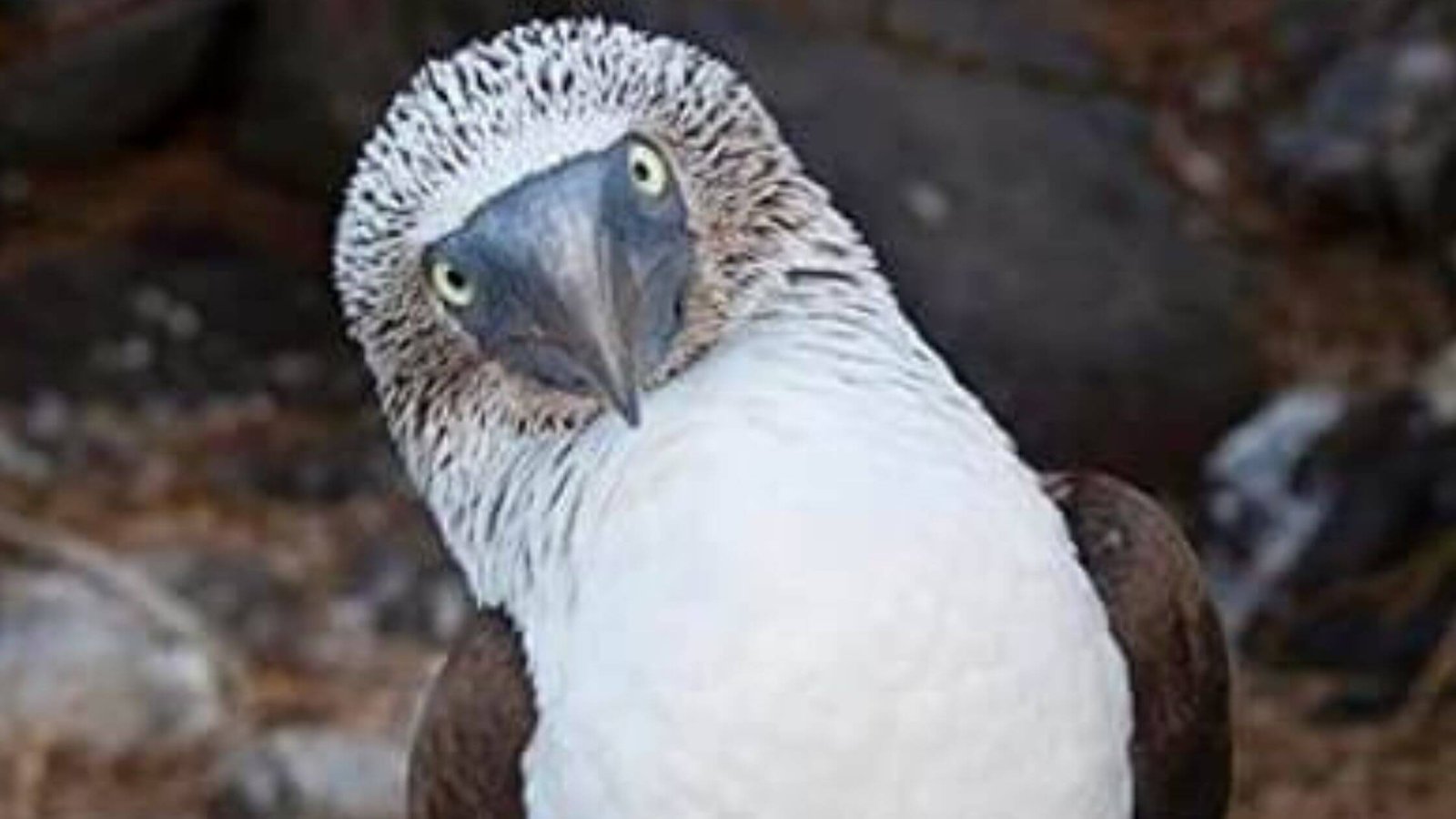 blue footed booby